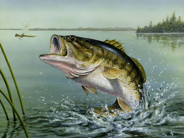 Picture Of A Large Mouth Bass 83